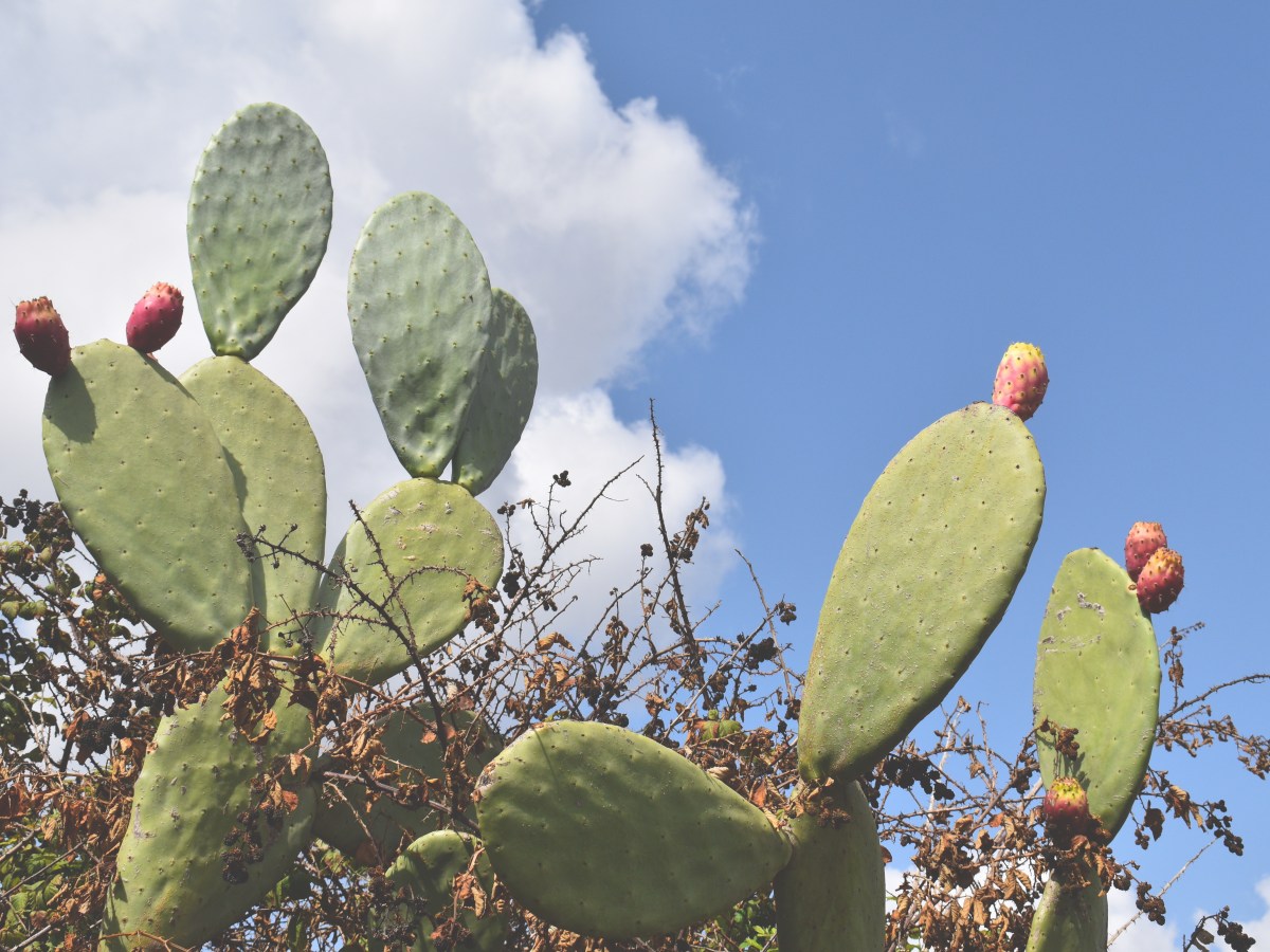 ITALY – Caudarella: Organic Prickly Pear&nbsp;Farm